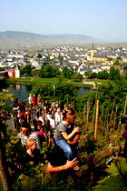 In den Weinbergen wandern