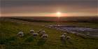 Schafe auf dem Deich im Bauernhofurlaub in Ostfriesland