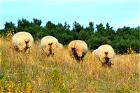 Im Bauernhofurlaub auf Rügen werden Sie viele Schafe sehen