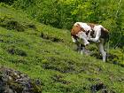 Grasende Kühe im Urlaub auf dem Bauernhof im Salzburger Land beobachten