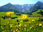 Blumenwiese mit Bergpanorama in Tirol