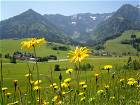 Blumenwiese mit Bergpanorama in Tirol
