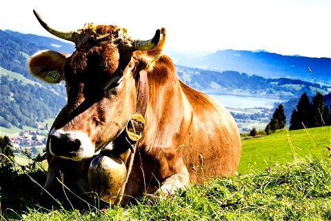 Kühe auf der Weide im bayerischen Bergland