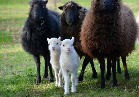 Weidende Schafe sind in Schleswig-Holstein häufig zu finden.