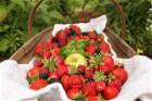 Erdbeeren direkt von Bauern im Vinschgau