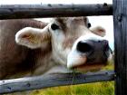Grasende Kuh in der Südtiroler Bergwelt
