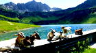 Ziegen auf dem Bauernhof in Tirol