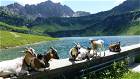 Ziegen auf dem Bauernhof in Tirol
