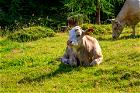 Weidende Kuh auf der Alm im Bauernhofurlaub in Kärnten