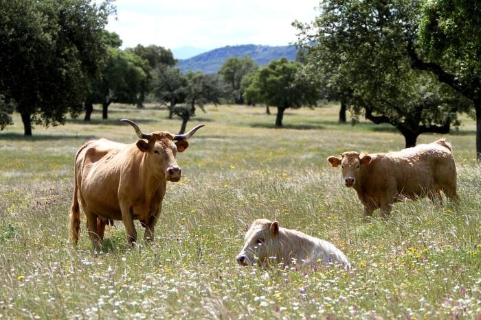 Bauernhofurlaub in Spanien