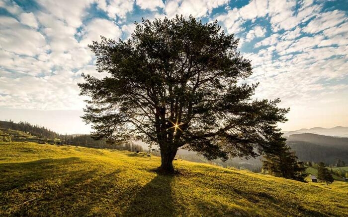 Baum in Rumänien